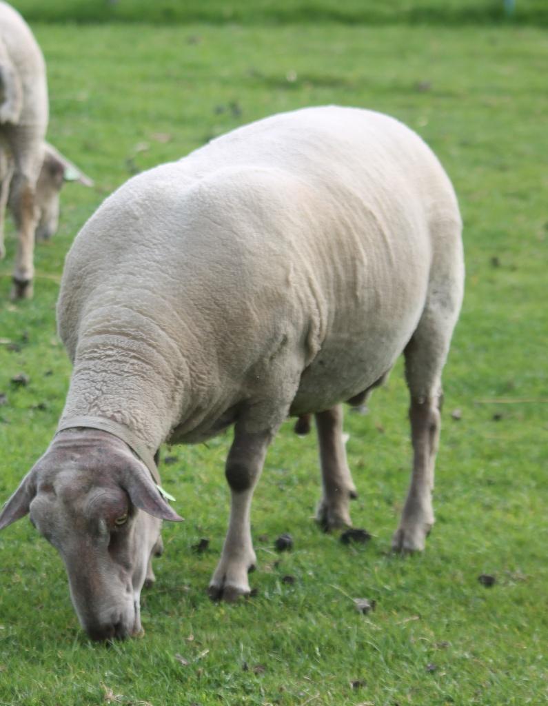 Charollais ram, Dieren en Toebehoren, Schapen, Geiten en Varkens, Mannelijk, Schaap, 3 tot 5 jaar