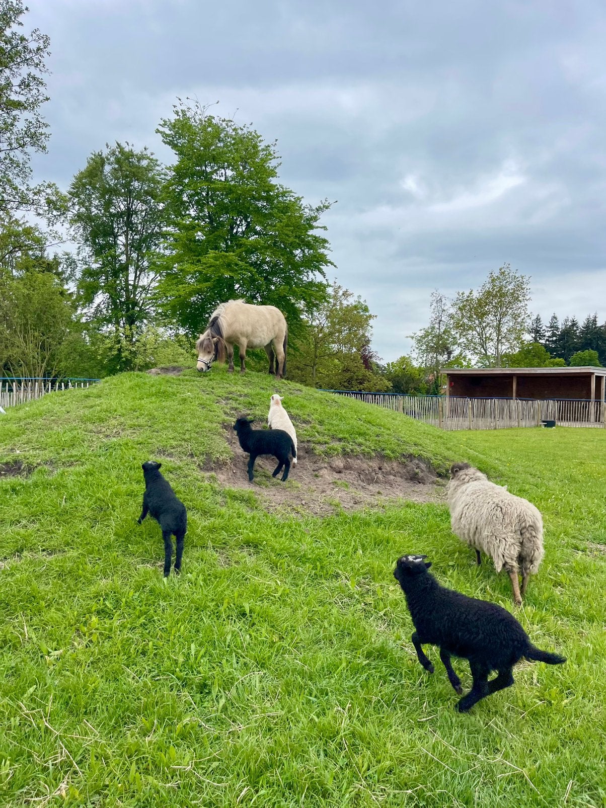 Ouessant ram lammetje, Dieren en Toebehoren, Mannelijk, Schaap
