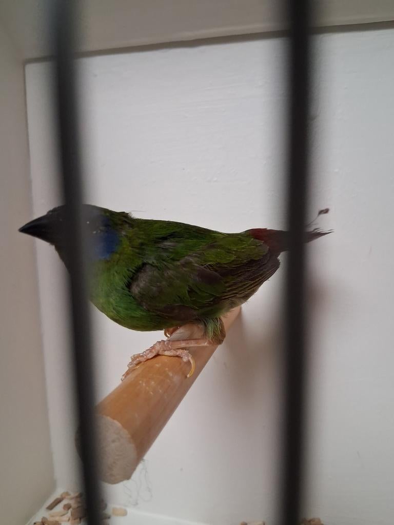 Mooie 3kleur papagaai amadine pop, Vrouwelijk
