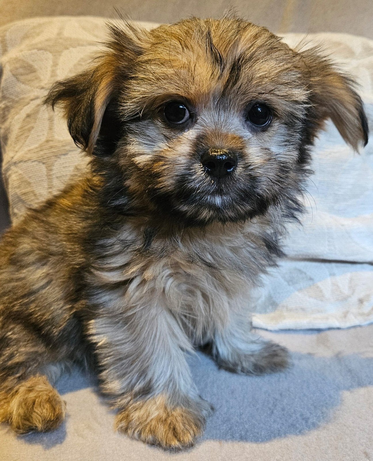 Ontzettend Lief nestje Boomer pups!️❤️, Parvo, Overige rassen, 8 tot 15 weken, Meerdere