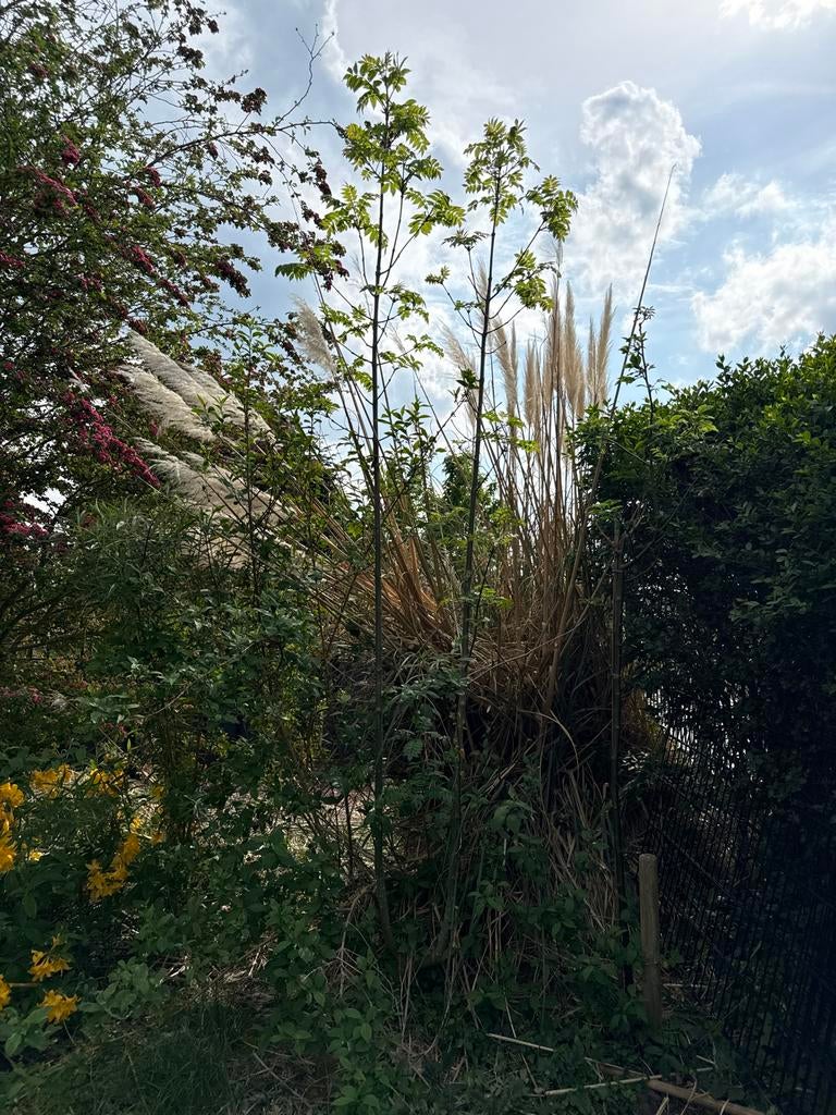 Es boom ongeveer 3 meter hoog, Ophalen, Volle zon, Overige soorten, 250 tot 400 cm