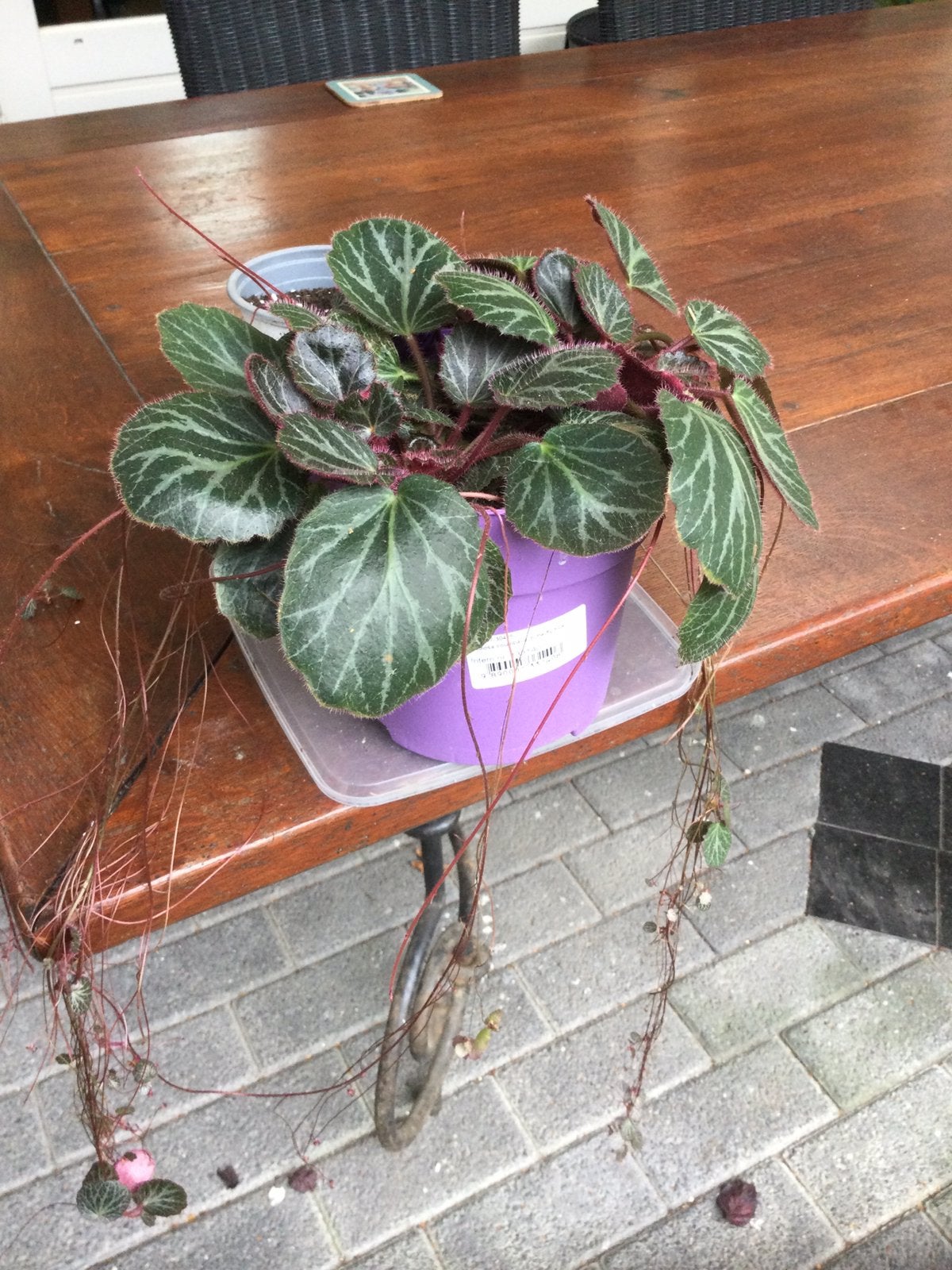 2 grote Saxifraga stolonifera in pot met volop stekken eraan, Ophalen of Verzenden
