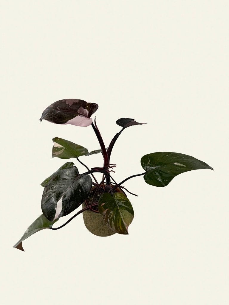 Philodendron Red Anderson p12, Huis en Inrichting, Kamerplanten, Ophalen of Verzenden, Halfschaduw, Minder dan 100 cm