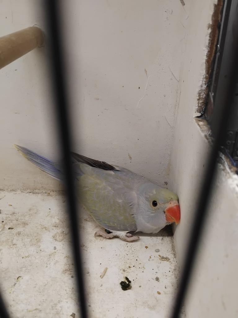 Halsband parkietje  8 week, Dieren en Toebehoren, Vogels | Parkieten en Papegaaien, Geslacht onbekend, Parkiet, Geringd