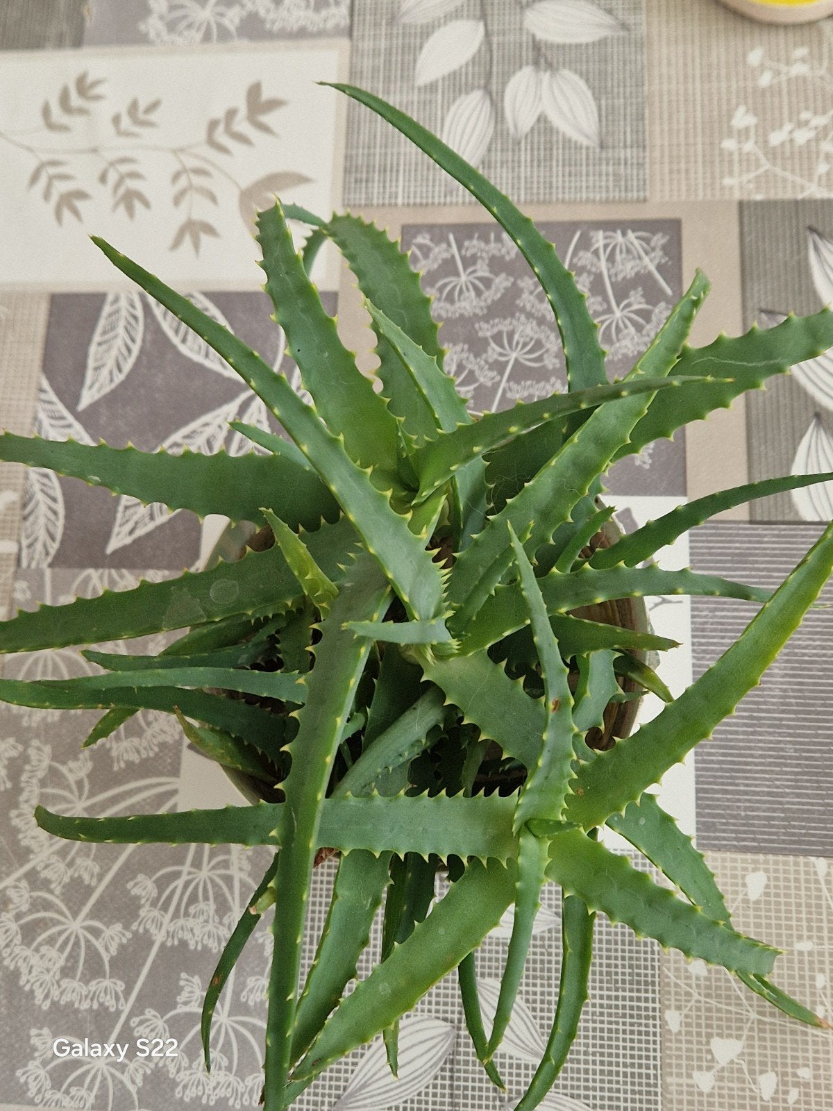Gewortelde Aloe Vera stekjes, Ophalen of Verzenden, Halfschaduw, Minder dan 100 cm