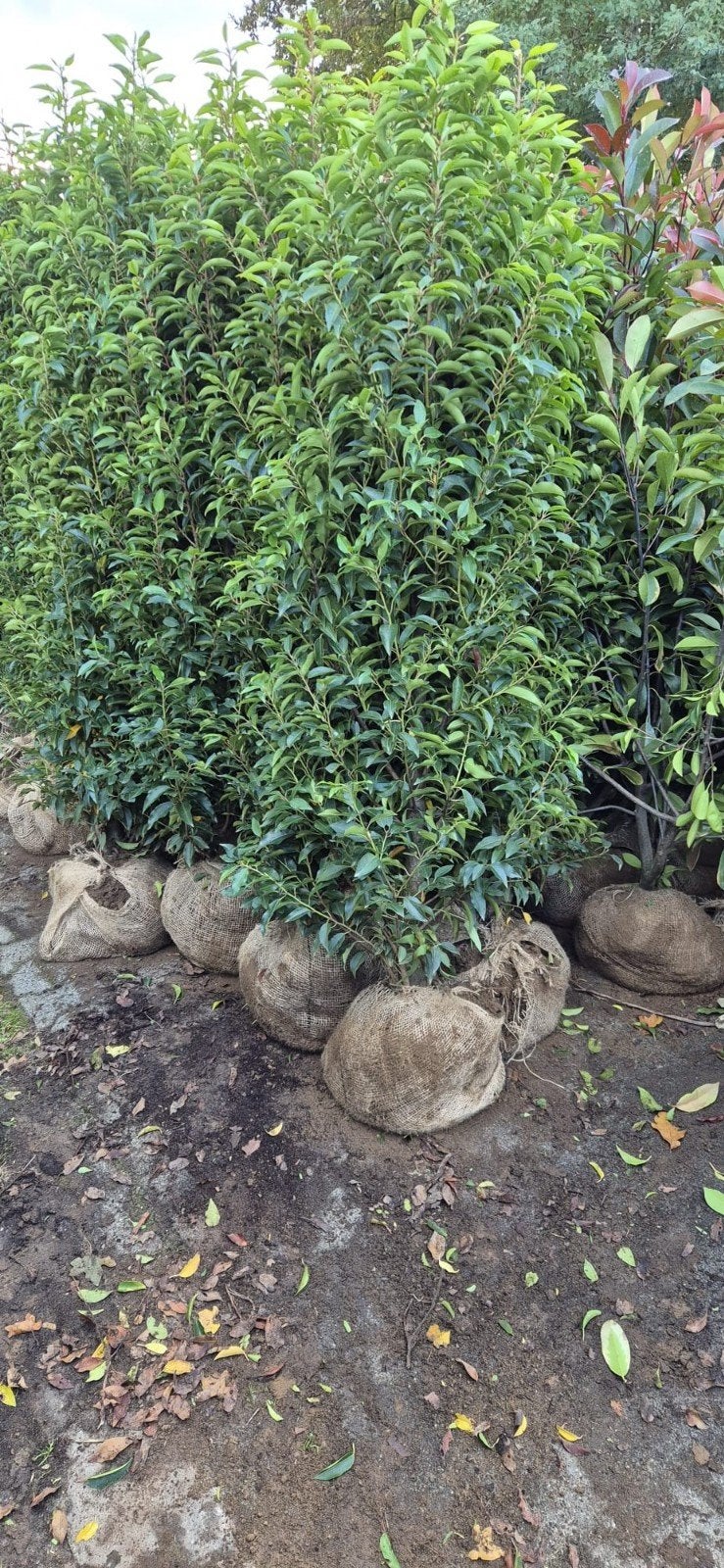 Portugese laurier 100cm  olijfwilg 80cm vanaf €15,-, Ophalen, Haag, 100 tot 250 cm