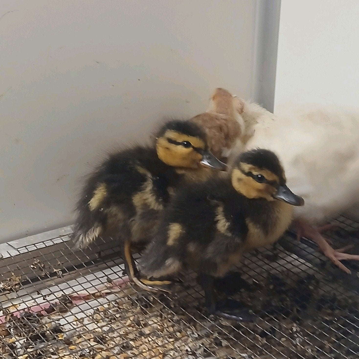 2 stuks eenden kuikens (Anas platyrhynchos), Dieren en Toebehoren, Pluimvee, Eend, Geslacht onbekend