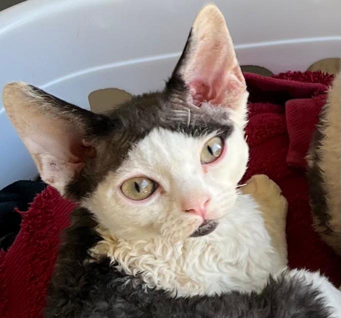 Devon Rex mag vrijdag verhuizen, Dieren en Toebehoren, Meerdere dieren