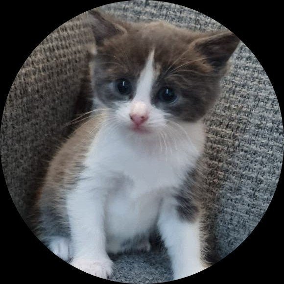 1 mannelijke en 1 meisjes kittens, 6 weken oud., Kater