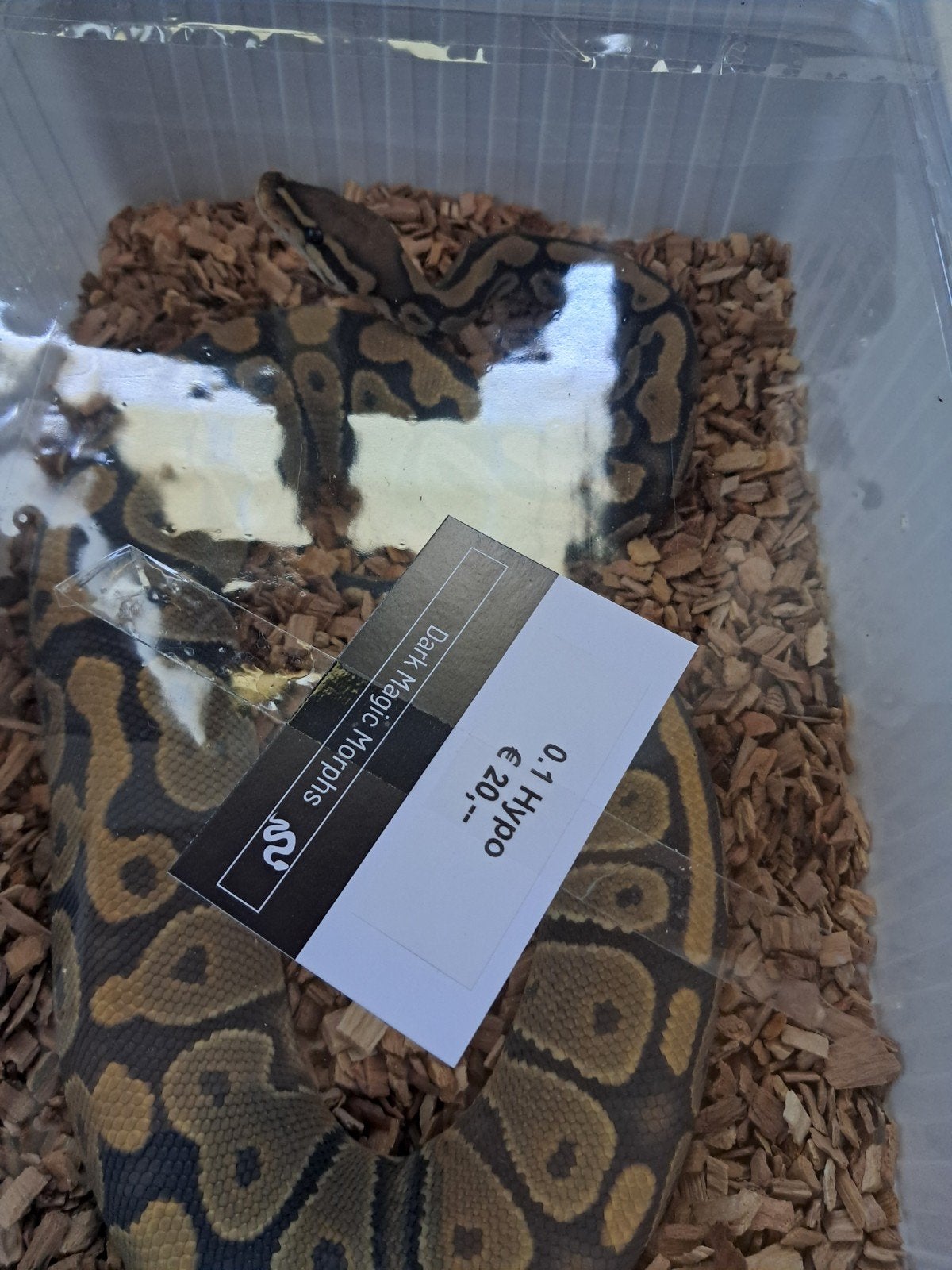 Slangen pythons, Dieren en Toebehoren, Reptielen en Amfibieën, Slang, Met terrarium