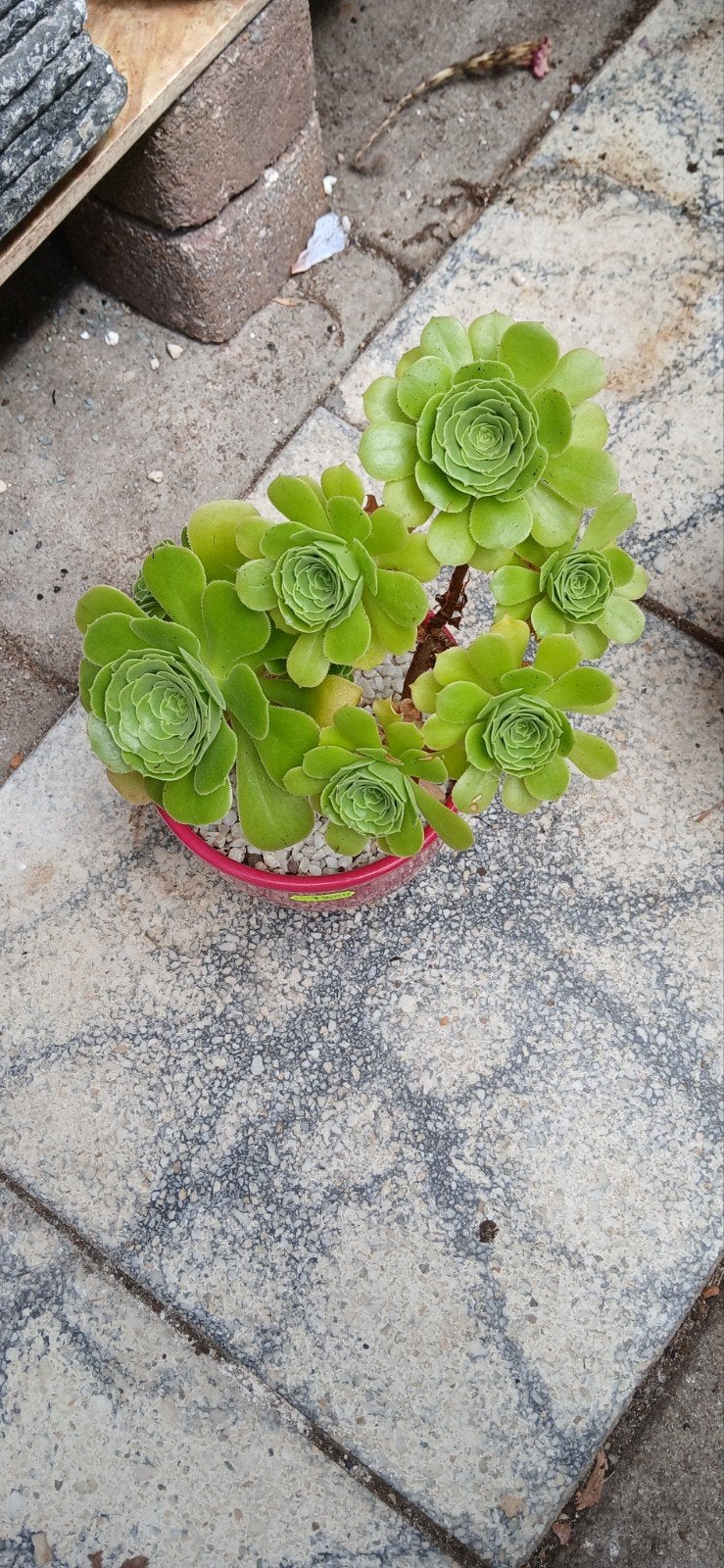 Groene Aeonium succulent in roze pot, Ophalen of Verzenden, Halfschaduw, Minder dan 100 cm