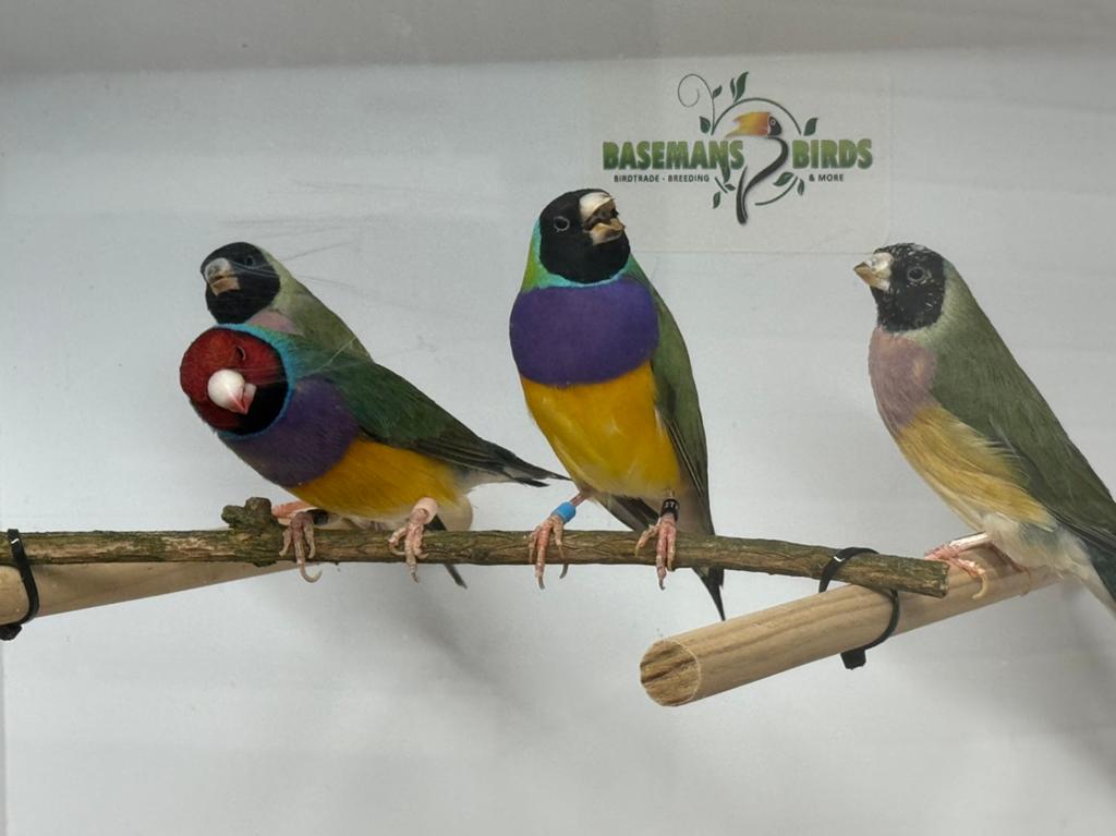 Gouldamadines - Chloebia gouldiae, Meerdere dieren, Tropenvogel, Geringd