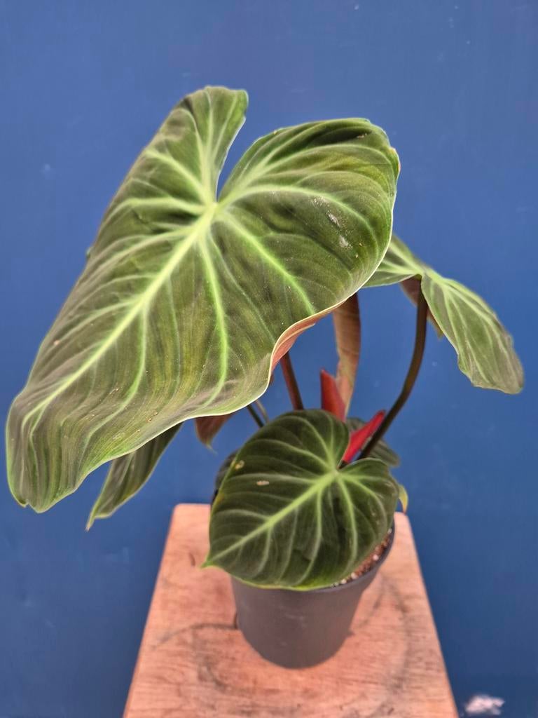 Philodendron El Choco Red XXL p17 (1), Huis en Inrichting, Kamerplanten, Ophalen of Verzenden, Halfschaduw, Minder dan 100 cm