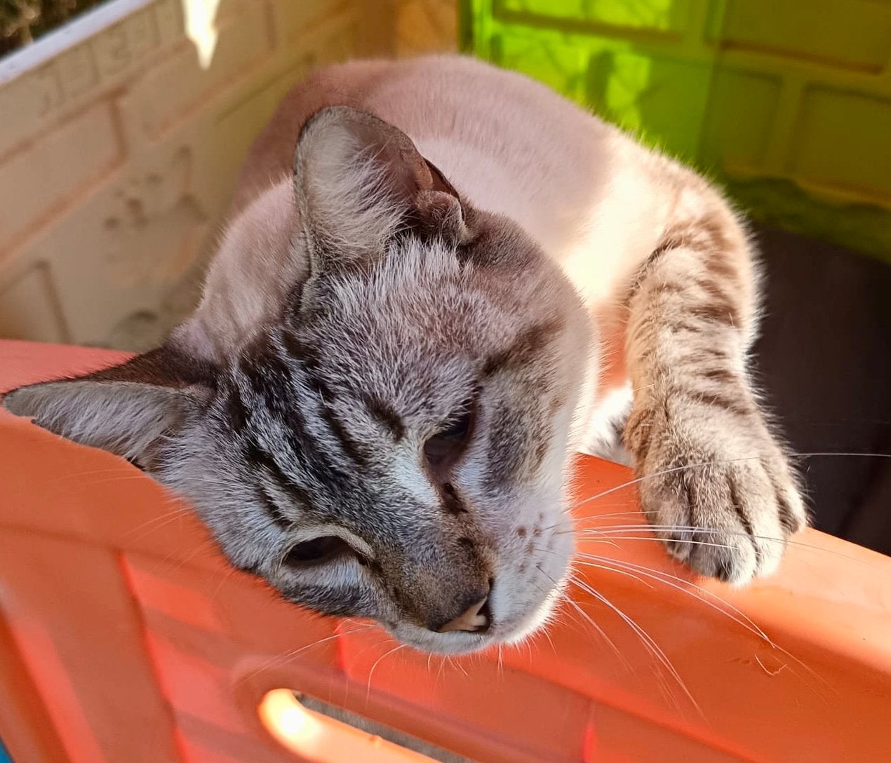 Prachtig Lynx Point Siamees katertje, Kater