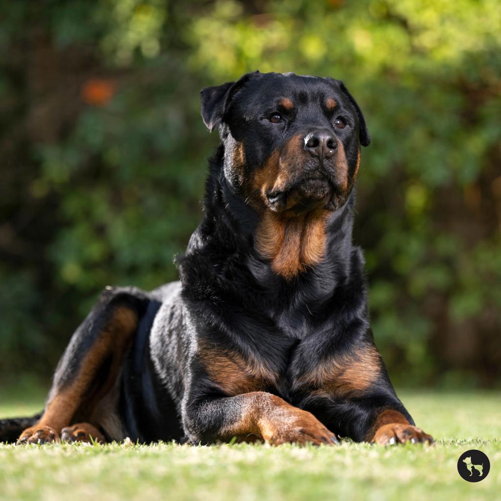 Gezocht rottweiler / boerboel teef voor op de boerderij, Dieren en Toebehoren, Honden | Bulldogs, Pinschers en Molossers, Overige rassen