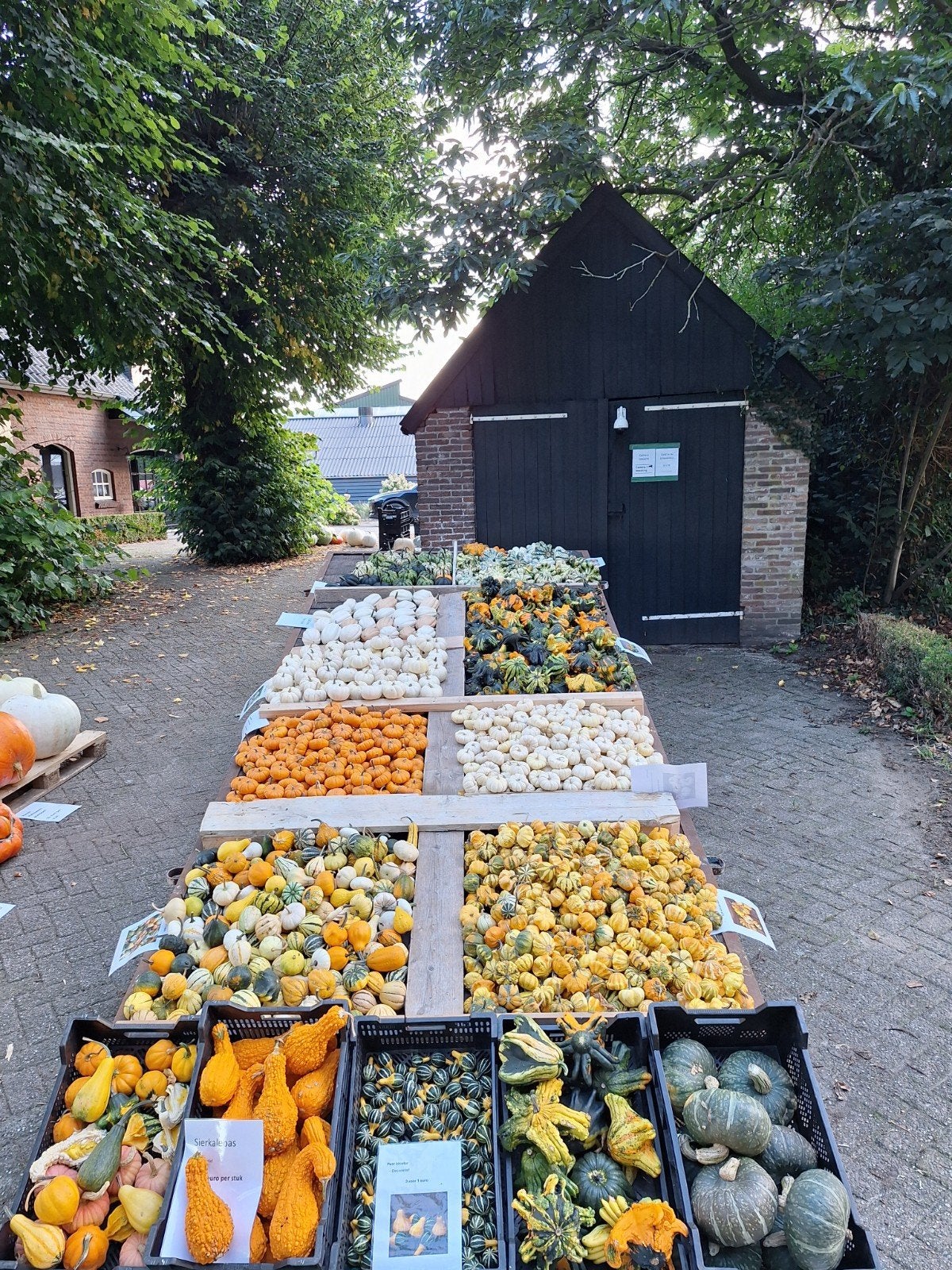 Sierkalebassen en Pompoenen, Ophalen, Nieuw