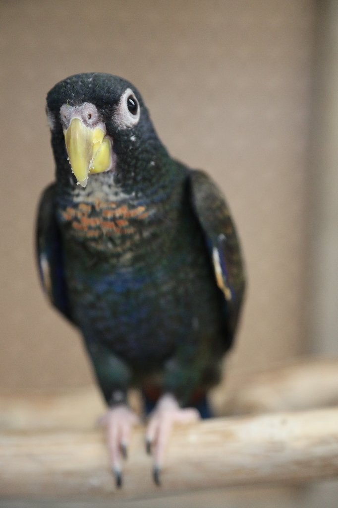 Lieve | Jonge Baby Pionussen Bronsvleugel | Handtam | Getest, Meerdere dieren, Papegaai, Pratend