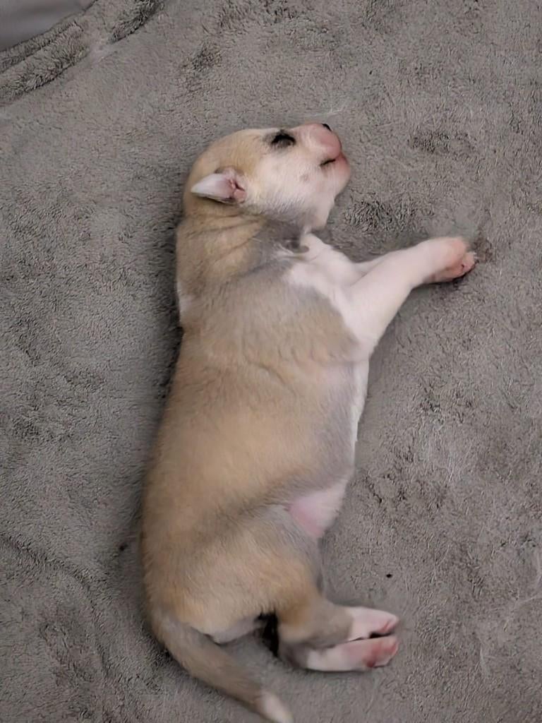 Prachtige Husky puppy's te koop!, Dieren en Toebehoren, Honden | Poolhonden, Keeshonden en Oertypen, Meerdere dieren, Poolhond
