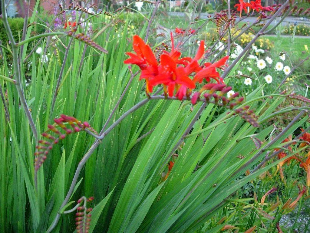 crocosmia lucifer en mesonorium, Tuin en Terras, Ophalen, Overige soorten, Volle zon