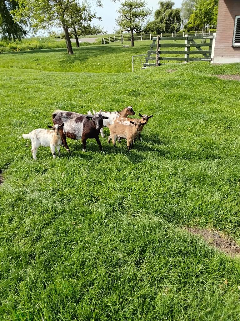 Te koop dwerggeitjes en bokjes, Meerdere dieren, Geit