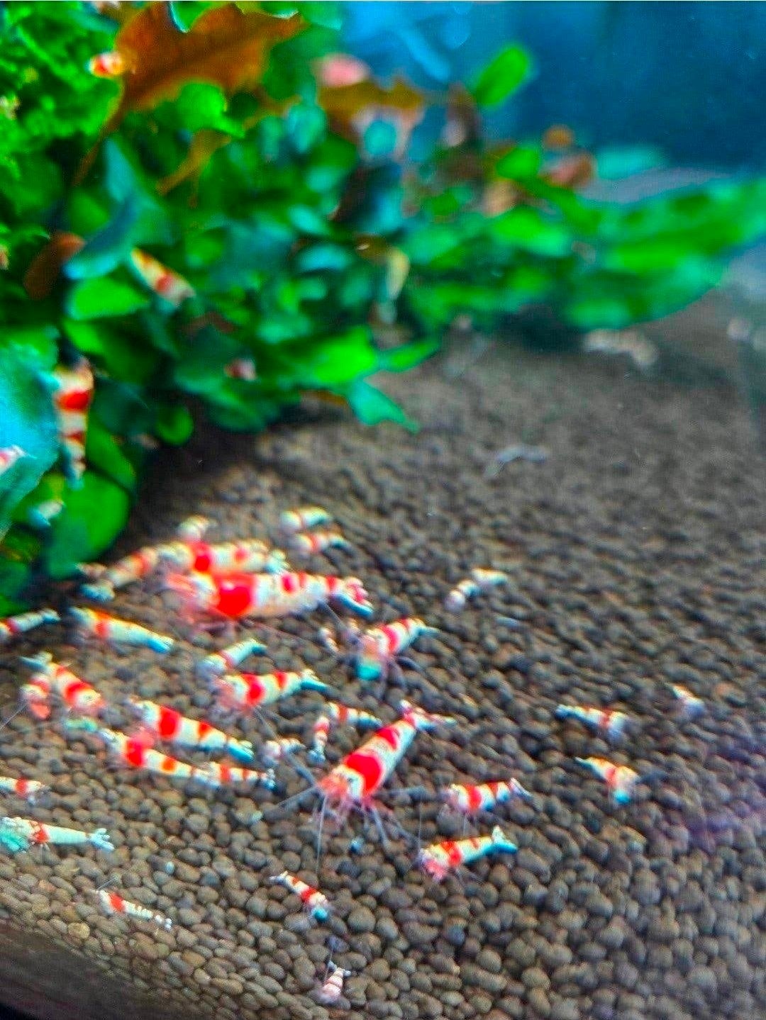 cristal red garnalen (kraanwater), Kreeft, Krab of Garnaal, Zoetwatervis, Schoolvis