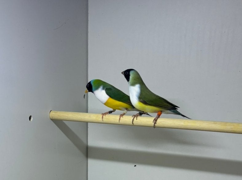 Gezocht gouldamadine poppen, Dieren en Toebehoren, Vrouwelijk