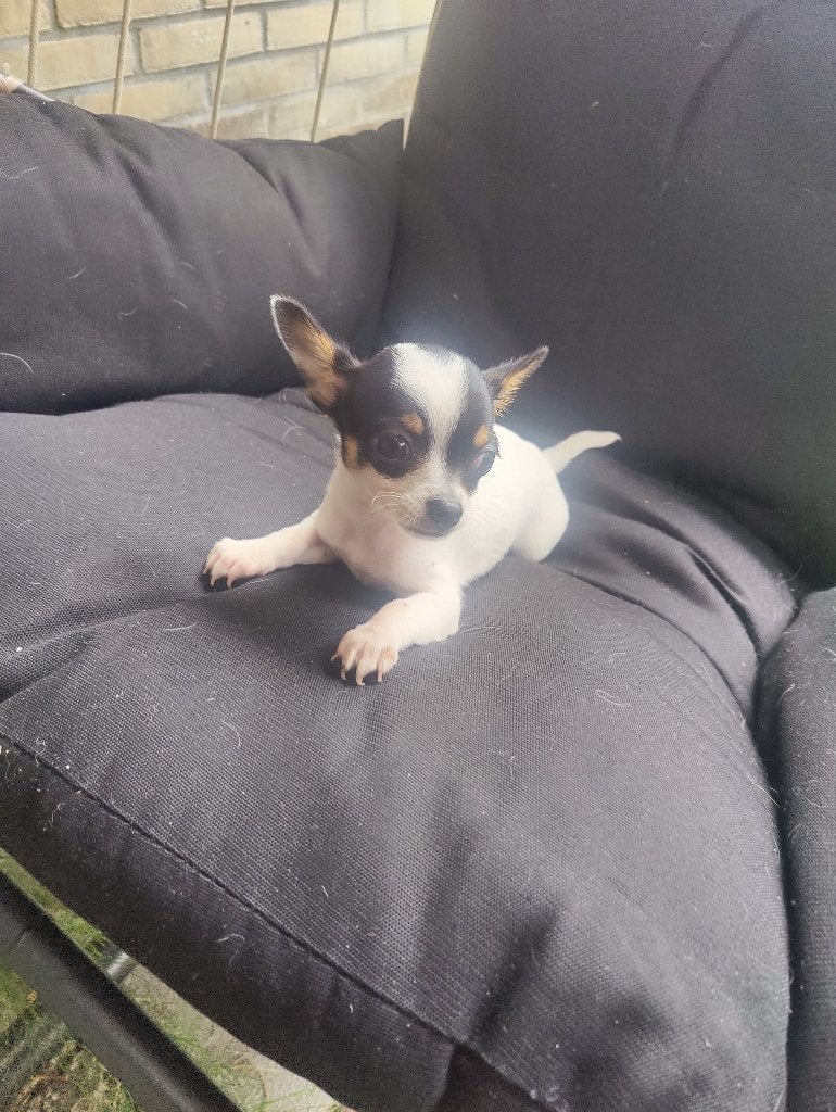 Chihuahua te KOOP "Nieuw", Dieren en Toebehoren, 8 tot 15 weken, Teef, Parvo, Eén hond