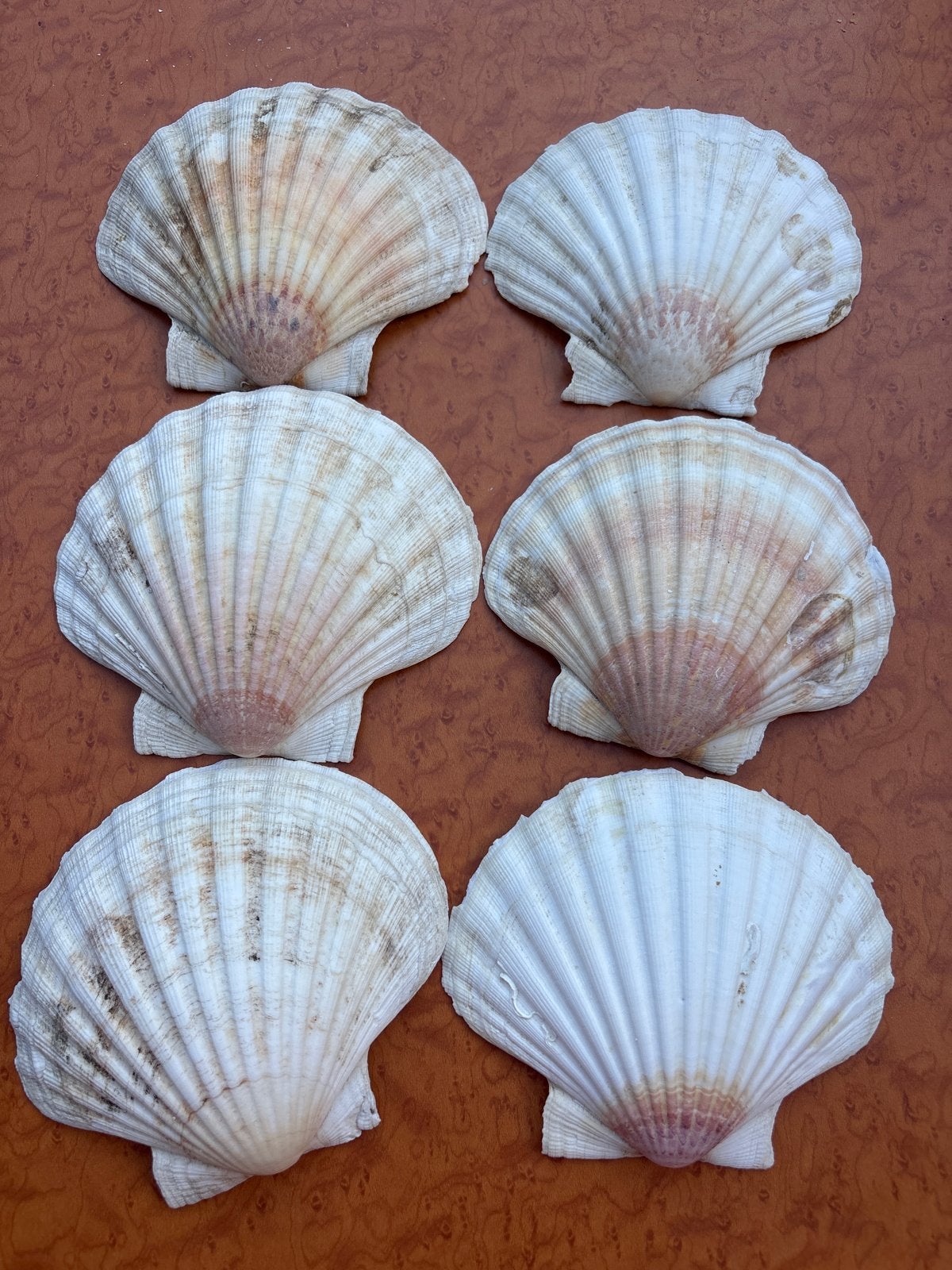 Set van 6 natuurlijke sint-jakobsschelpen, Ophalen of Verzenden, Gebruikt