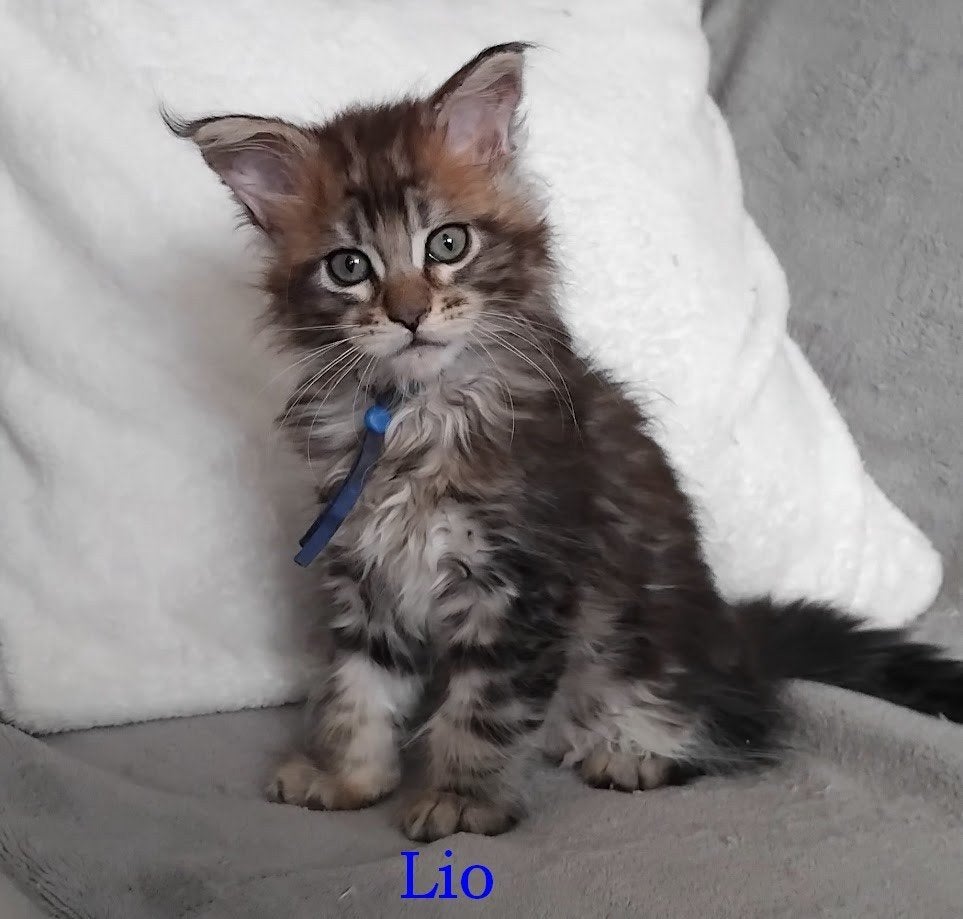 Mooie Maine Coon kittens, Meerdere dieren, Met stamboom, 0 tot 2 jaar