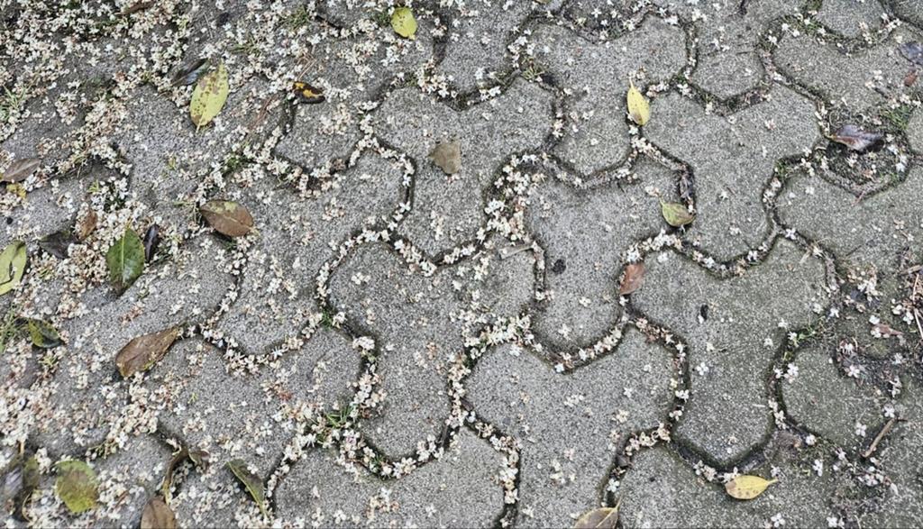 Gezocht: 3-5 m² gebruikte betonklinkers (type T), Tuin en Terras, Ophalen, Gebruikt, Beton, Klinkers