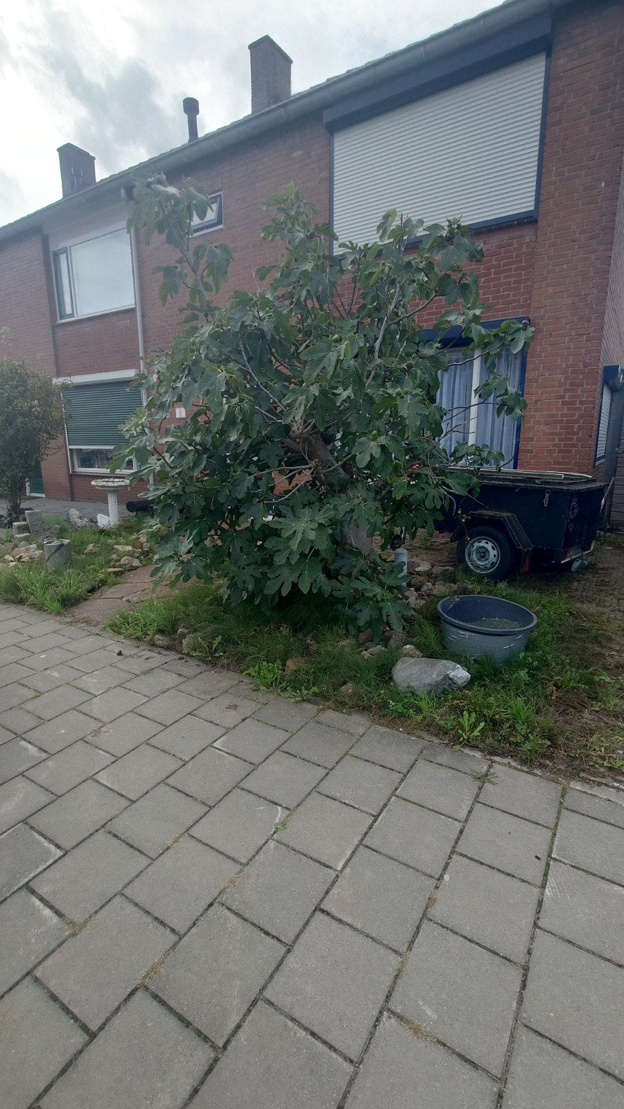 Grote vijgenboom met vruchten - direct oogsten!, Volle zon, Vaste plant, Ophalen of Verzenden, Zomer