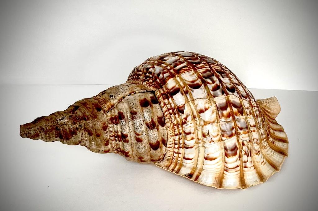Schelp Triton Trompet 30 cm, Ophalen of Verzenden, Schelp(en)