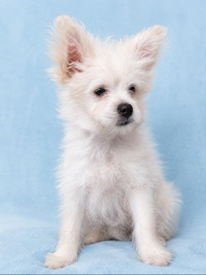 Boomer x pomeriaan pups, Dieren en Toebehoren, Honden | Niet-rashonden, 8 tot 15 weken, Meerdere, Meerdere dieren, Klein