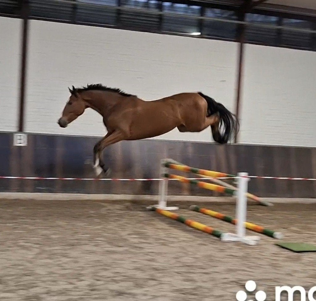 Beter 3,5 jarig KWPN springpaard * zadelmak * top pedigree, Dieren en Toebehoren, Springpaard, Met stamboom, Ruin, Zadelmak