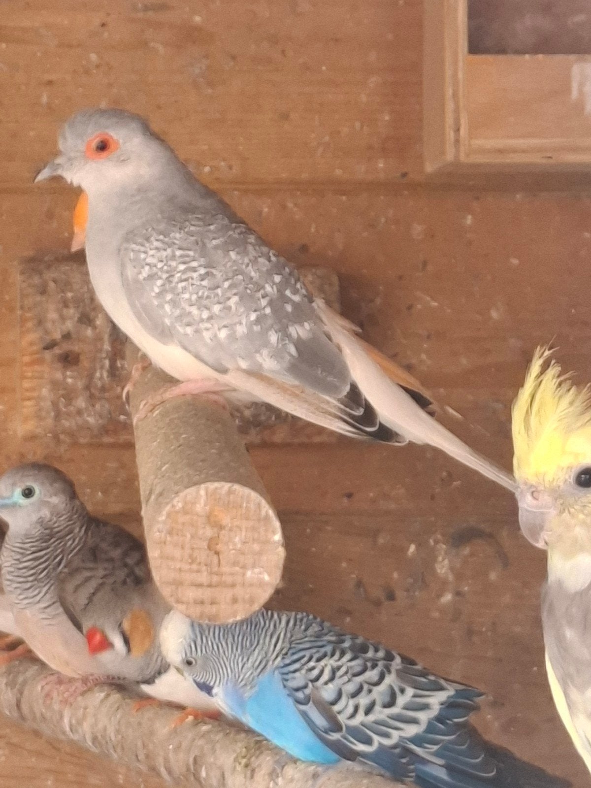 Te koop diamant duifjes