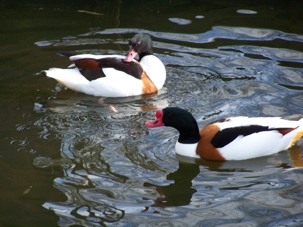 Eenden Ganzen en zwanen, Dieren en Toebehoren, Meerdere dieren, Eend