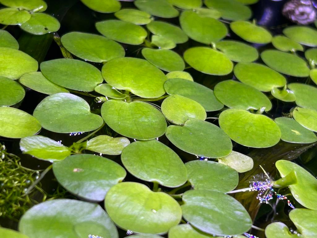 Aquarium drijfplanten.  Stuur ook op!, Dieren en Toebehoren, Vissen | Aquaria en Toebehoren, Ophalen of Verzenden, Zo goed als nieuw