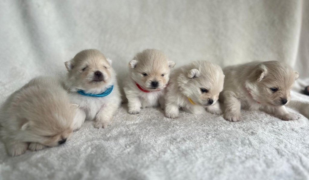 Crèmekleurige pomeriaan pups; 2 reutjes en 1 teefje, Parvo, België, Particulier, Keeshond