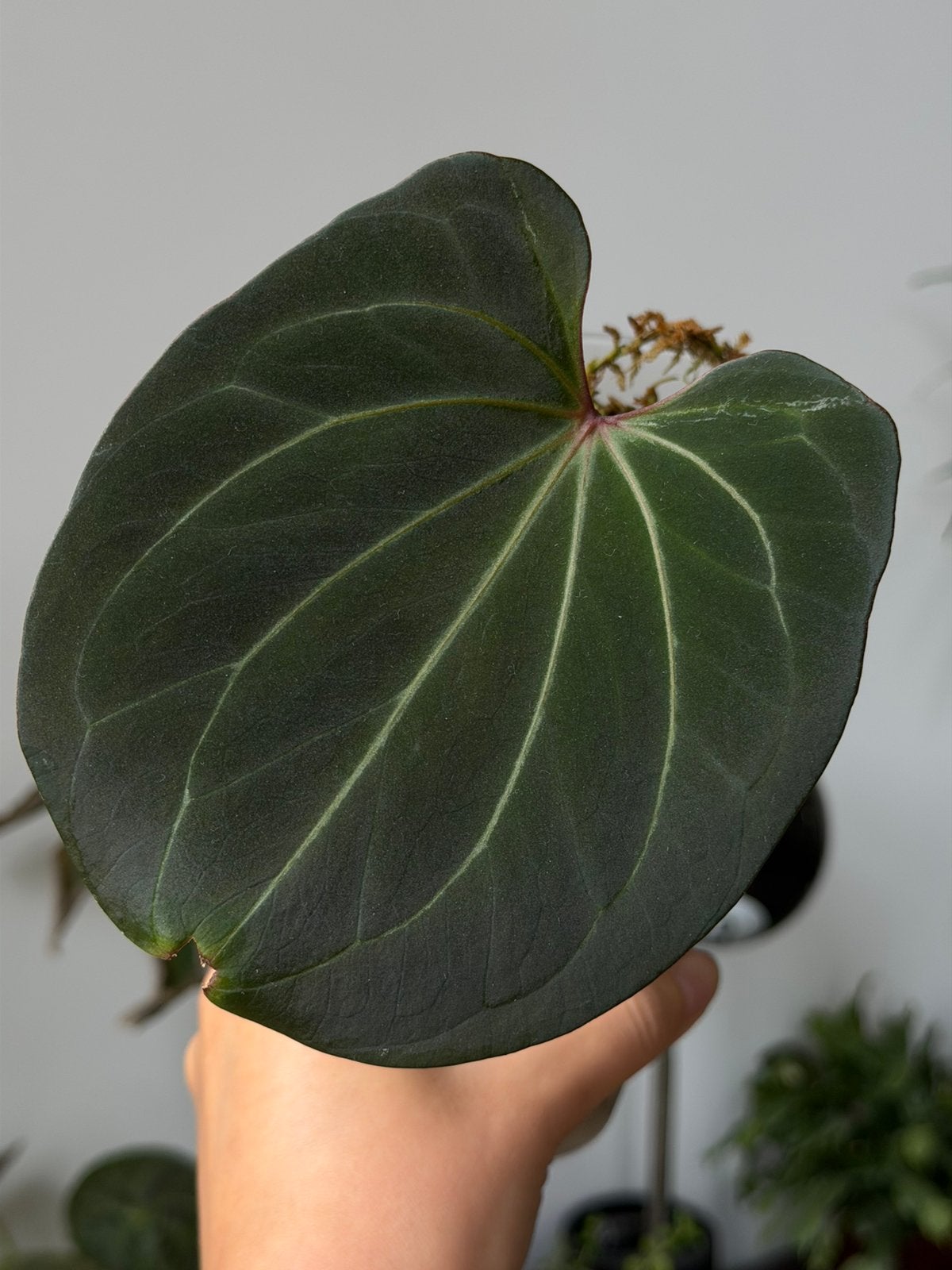 Anthurium king of spades (HU) cutting, Huis en Inrichting, Ophalen of Verzenden, Halfschaduw, Minder dan 100 cm
