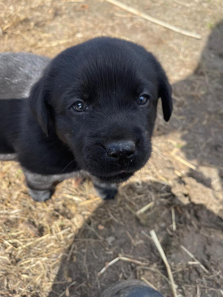 1 pup beschikbaar!Kruising labrador met australische herder., Dieren en Toebehoren, Overige rassen, 8 tot 15 weken, Meerdere, Meerdere dieren