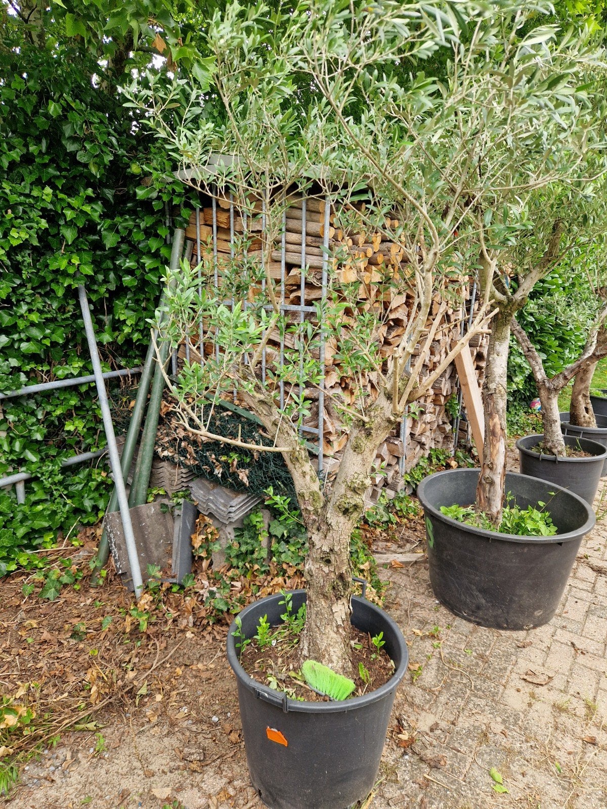 5 prachtige olijfbomen in pot, Ophalen of Verzenden, Lente, 100 tot 250 cm, Olijfboom