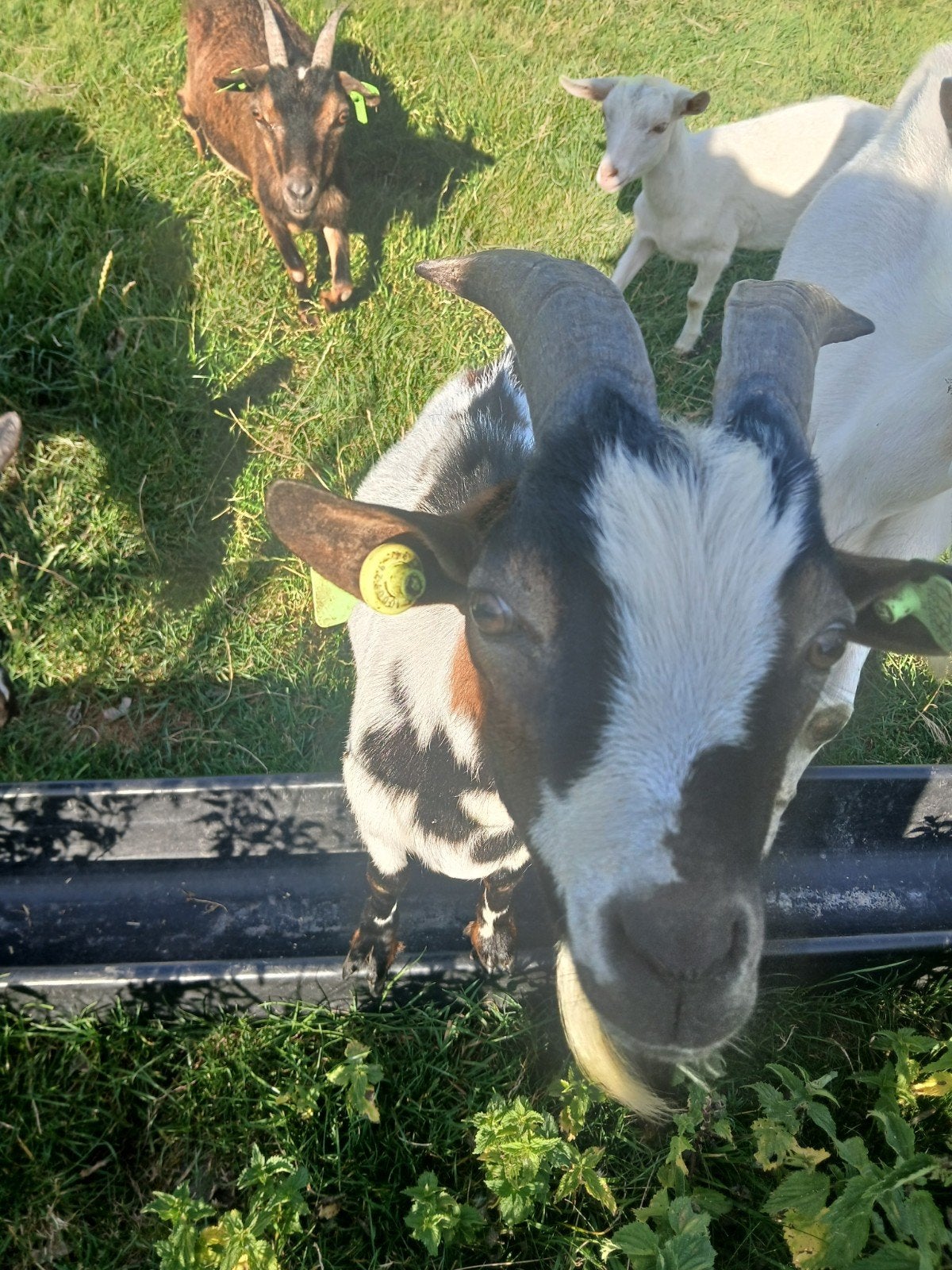 dwergbok, Dieren en Toebehoren, Schapen, Geiten en Varkens, Mannelijk, Schaap
