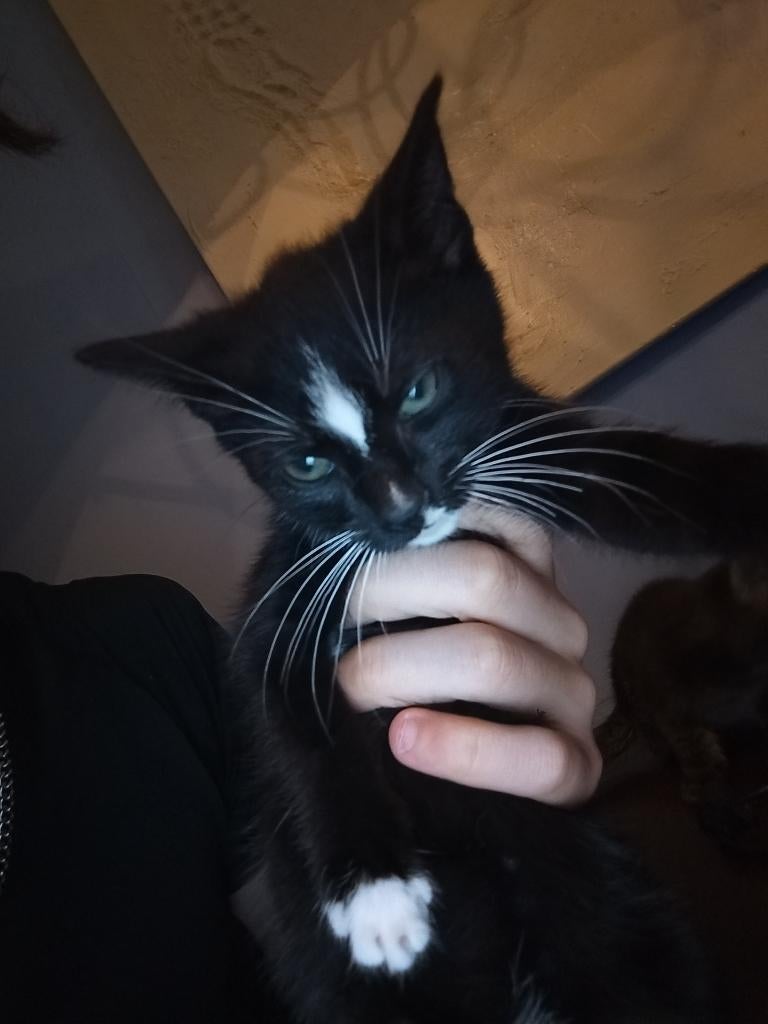 Kittens, Dieren en Toebehoren, Meerdere dieren, Ontwormd, 0 tot 2 jaar