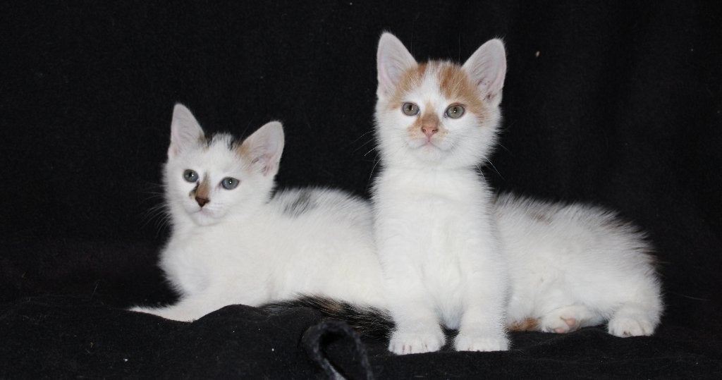 Lieve kittens, Meerdere dieren, 0 tot 2 jaar