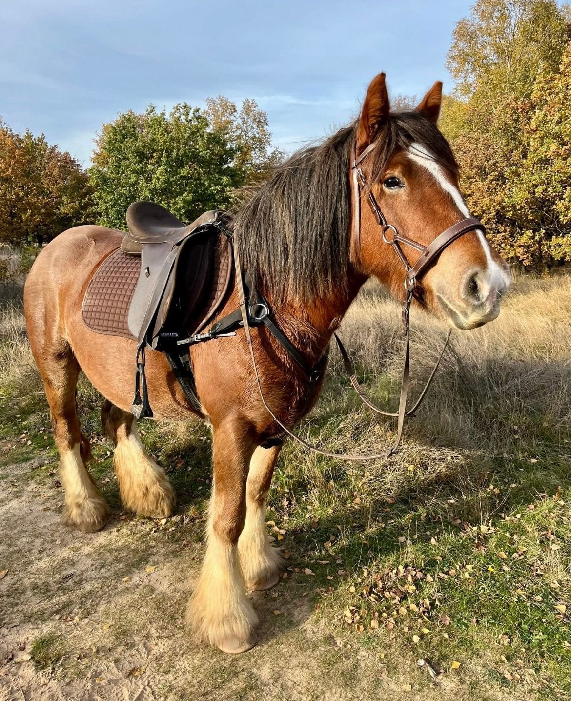 Super lieve tinker , rontgen goed en pssm vrij !, 3 tot 6 jaar, L, Recreatiepony, D pony (1.37m tot 1.48m)
