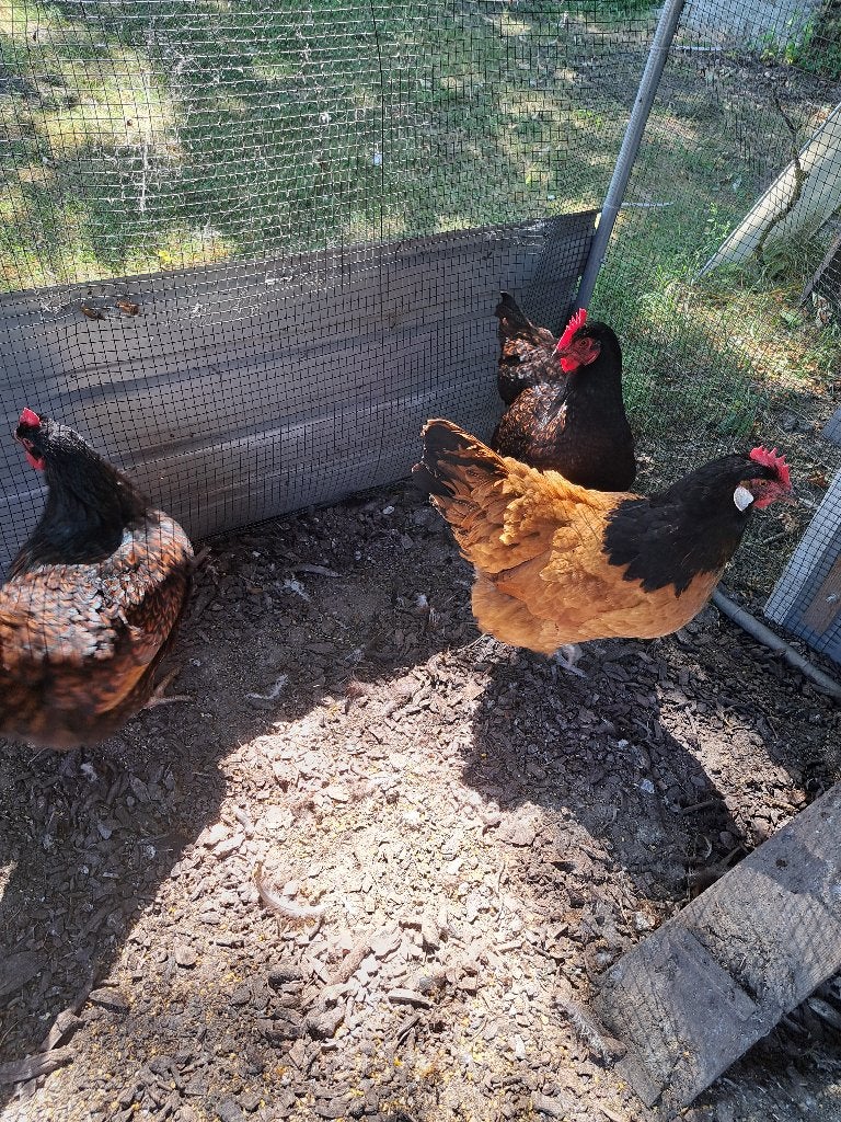 grote wyandotte, Vrouwelijk, Kip
