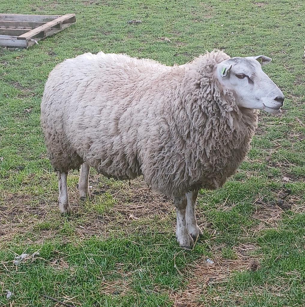Ram, Dieren en Toebehoren, Mannelijk, Schaap, 0 tot 2 jaar