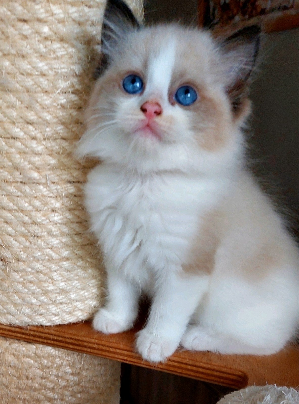 1 lief Ragdoll kitten katertje met stamboom, Kater, Met stamboom, 0 tot 2 jaar