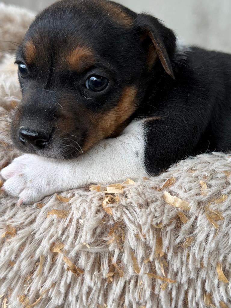 Jack russel, België, Particulier, Jack Russell Terriër, 8 tot 15 weken