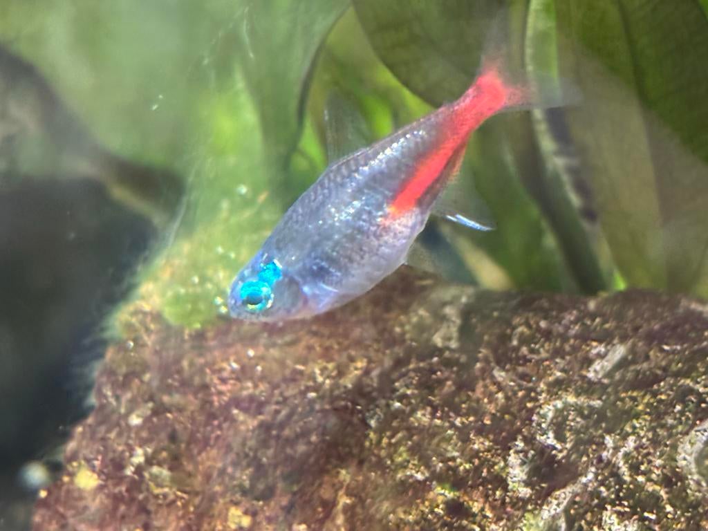 4x Kardinaal Tetra, Dieren en Toebehoren, Vis